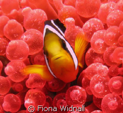 Clownfish in red bubble anenemone at Fung Giri, Lhaviyani... by Fiona Widnall 
